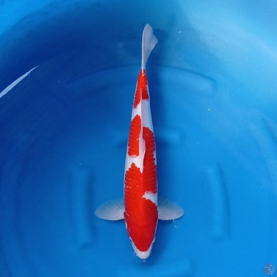 Kohaku inazuma 45 cm