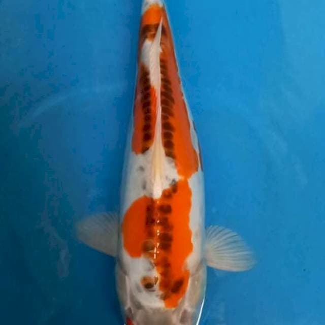 Ghosiki doit 37cm