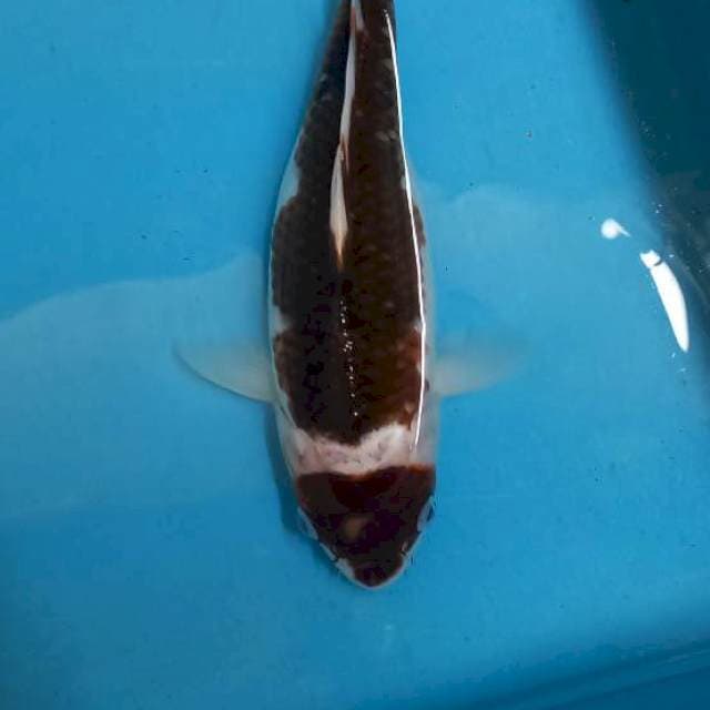 Maruten budo goromo 30cm