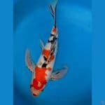 kumpay  SHANKE ORY 43cm