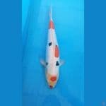kindai showa doitsu murni 35cm