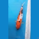showa doitsu murni 34cm