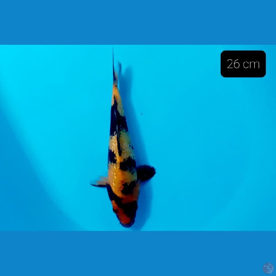 Hiu ginrin 26 cm