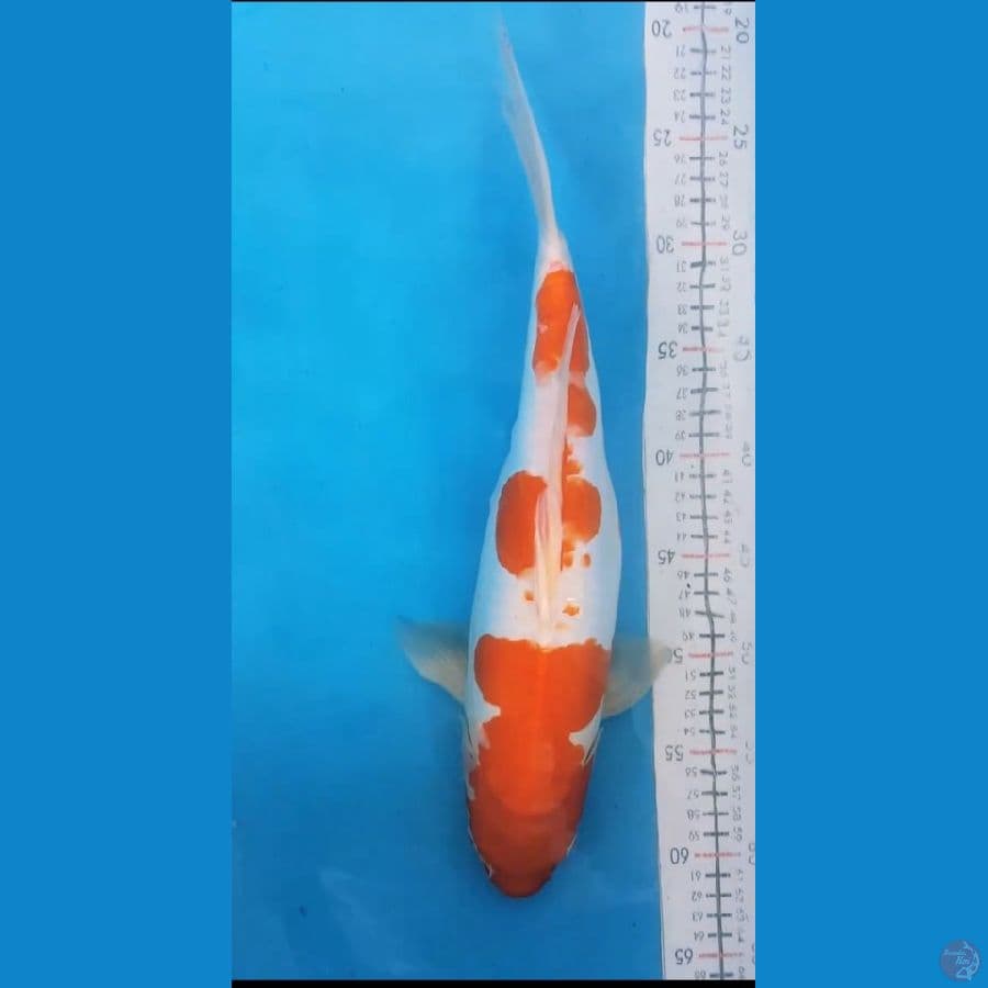 kohaku doitsu 40bu fml