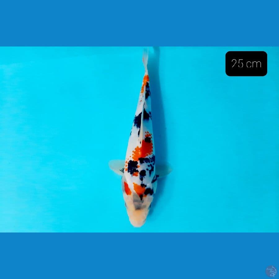 Boshu 25 cm