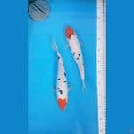 tancho sanke doitsu ori 30cm 2ekor