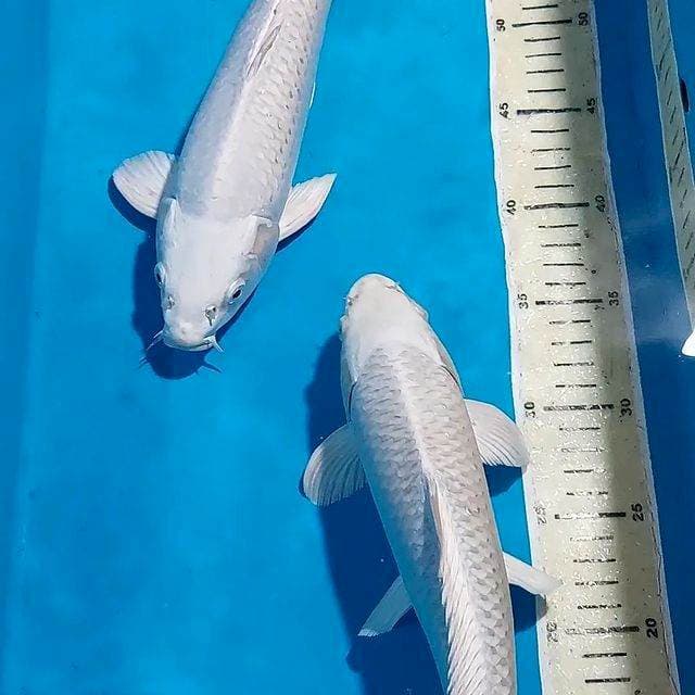 PLATINUM QUALITY  30&32 CM
