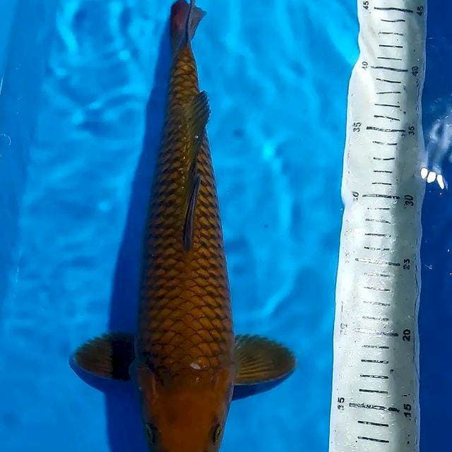 CHAGOI TEMBAGA BULKY 35 CM JANTAN