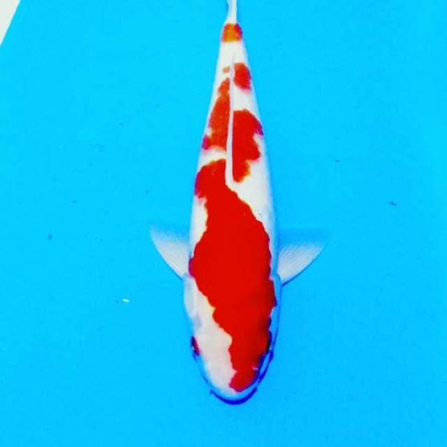 Kohaku inazuma red 28cm ( colletion item )