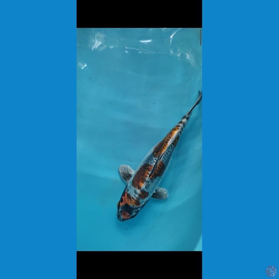 kikuriu 29 cm HQ