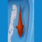 akahajiro 32cm