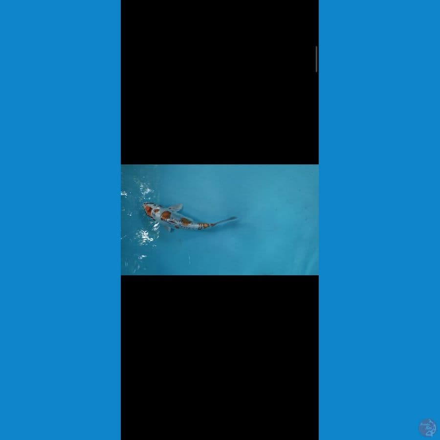 kikuriu 20 SQ