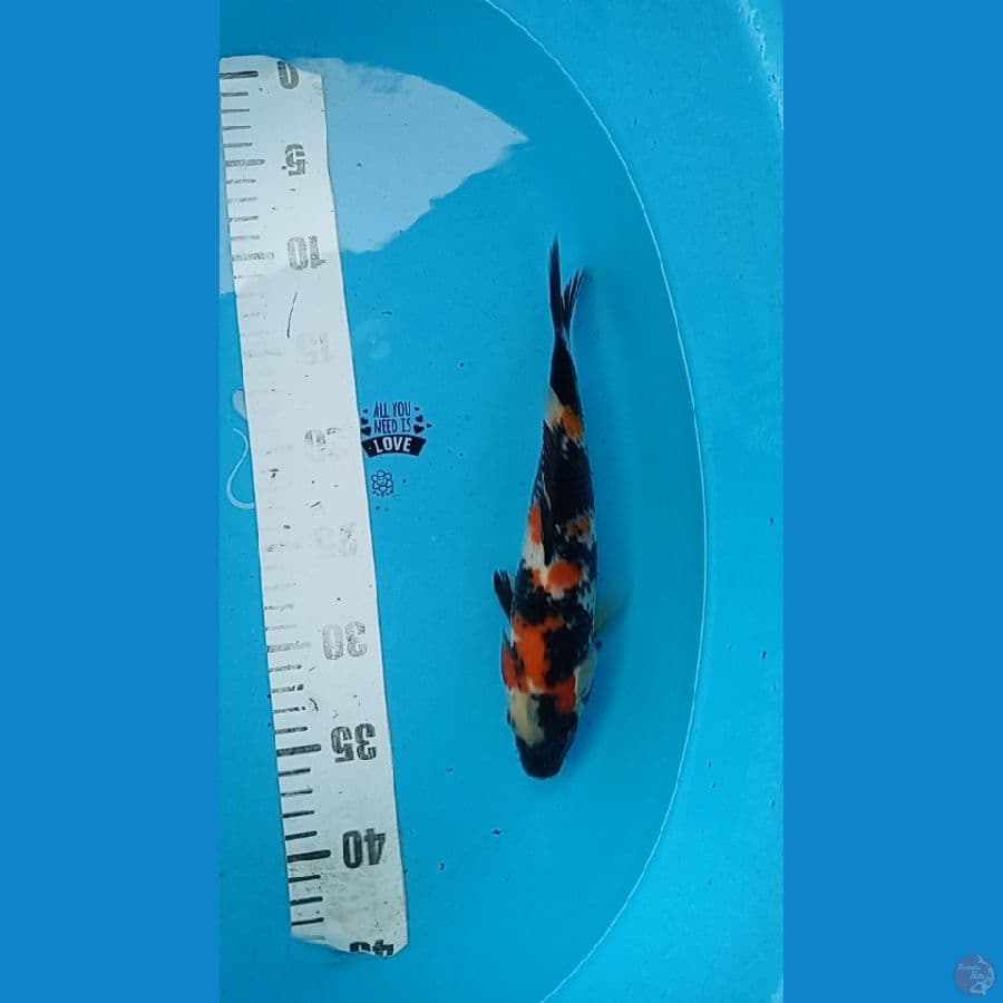 showa 25 cm