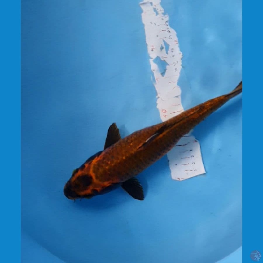 mukasi 34cm