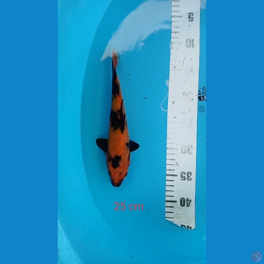 hi utsuri 25 cm