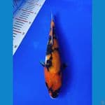 JKB001 - Hi showa 27 Cm