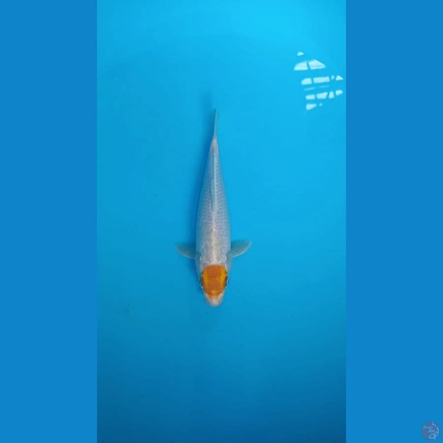 Tancho 26cm male