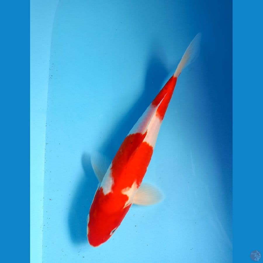 kohaku 25cm