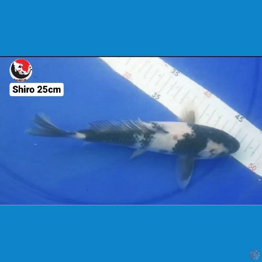 SHIRO 25cm --- CANAYA KOI FARM