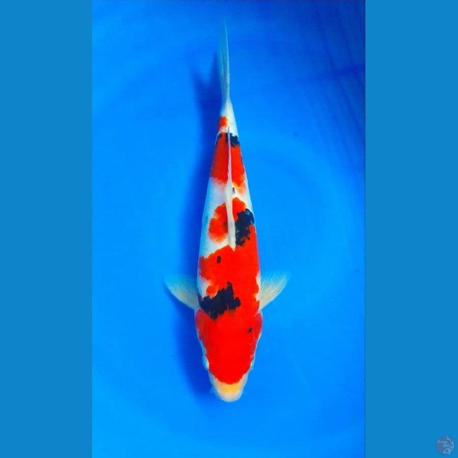 sanke 36 cm