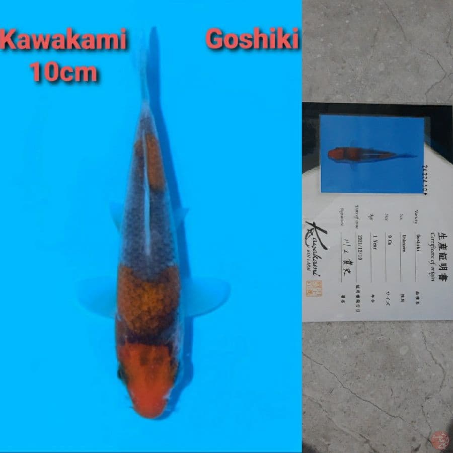 GOSHIKI KAWAKAMI TOSAI SERTIFIKAT