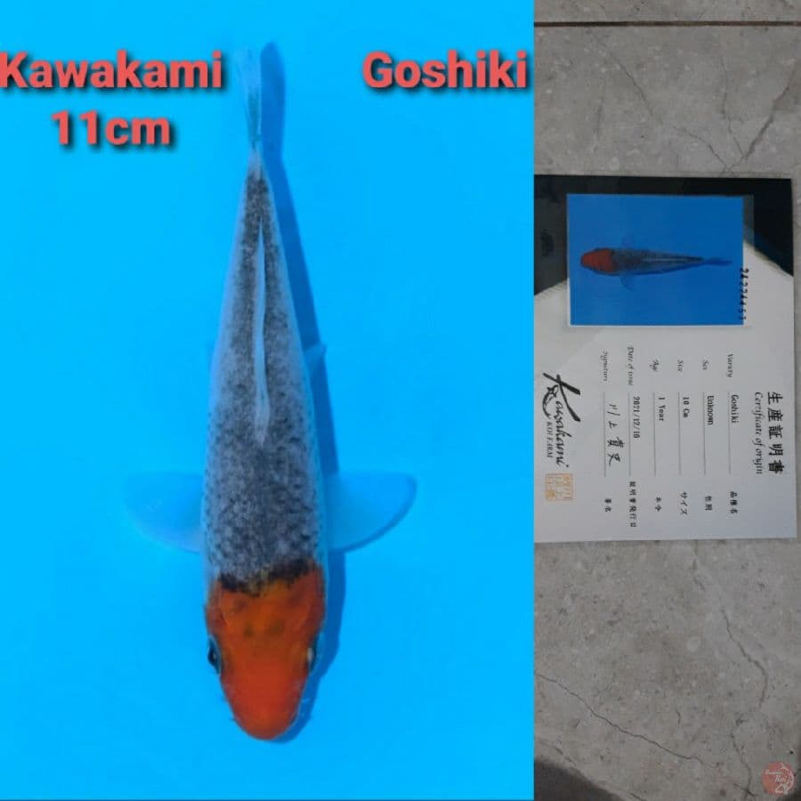 GOSHIKI KAWAKAMI TOSAI SERTIFIKAT