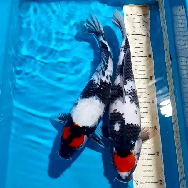 TANCHO SHOWA 34 &35 CM