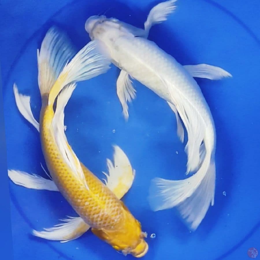 kumpay platinum+ogon 3334cm