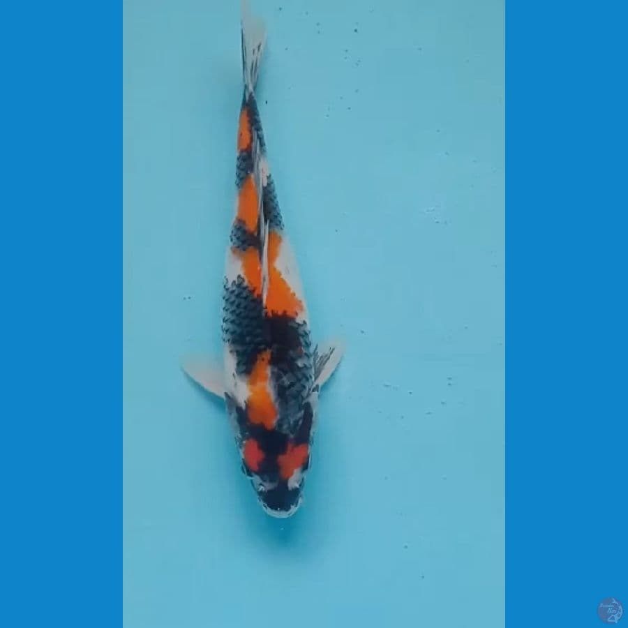 showa isa 29 cm