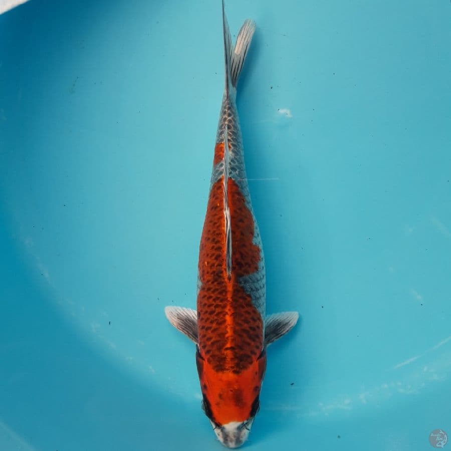 Kujaku 33cm