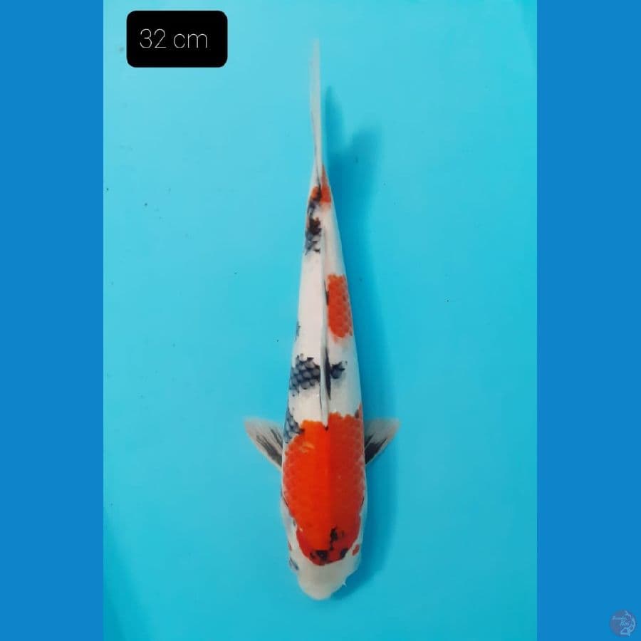 sowa 32cm