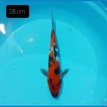 showa 28 cm