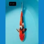 showa 31cm