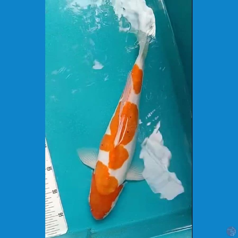 kohaku doitsu 45 cm