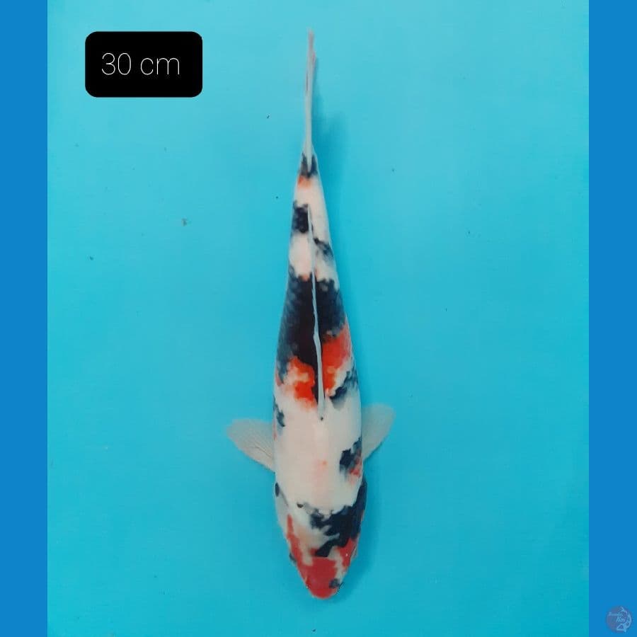 Showa 30 cm 