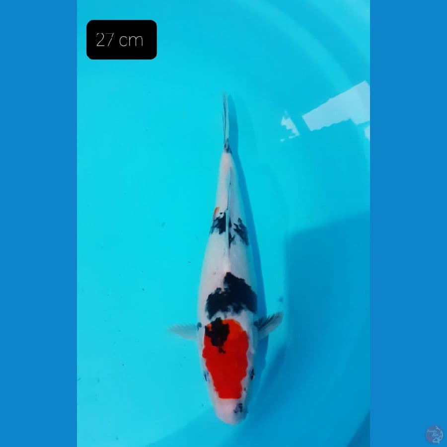 Tancho showa 27 cm 