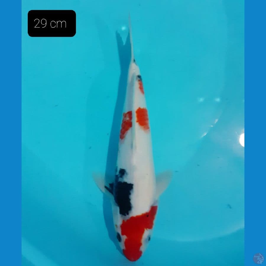 Showa 29 cm 