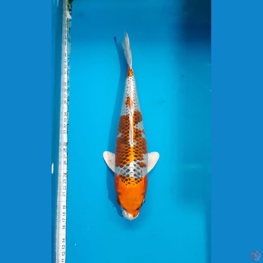 kujaku 30cm 