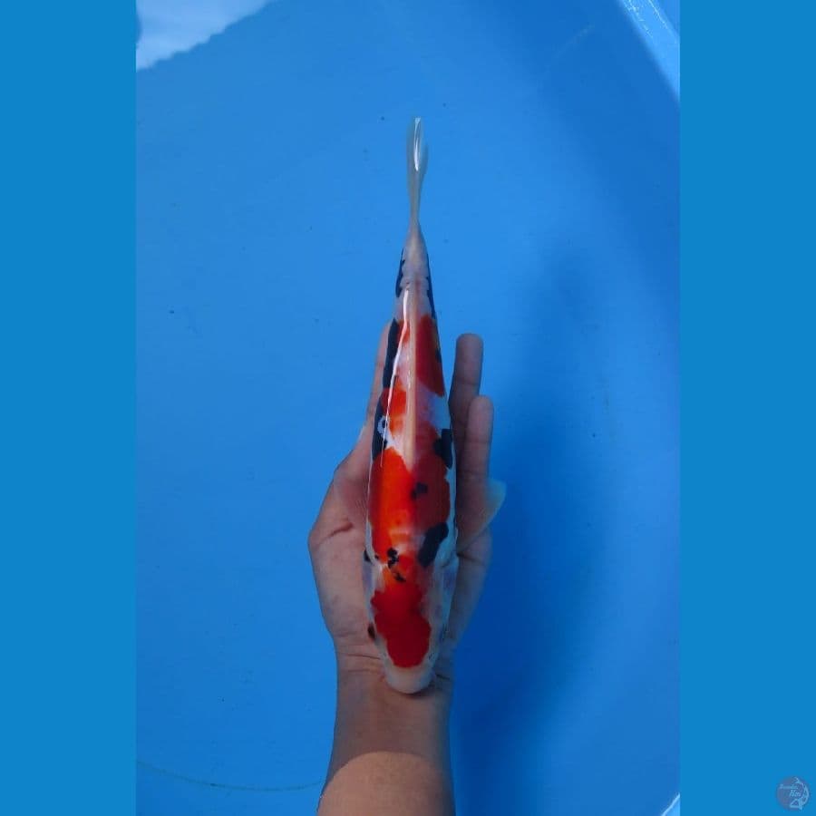Benikumonryu  24 cm  Tosai 