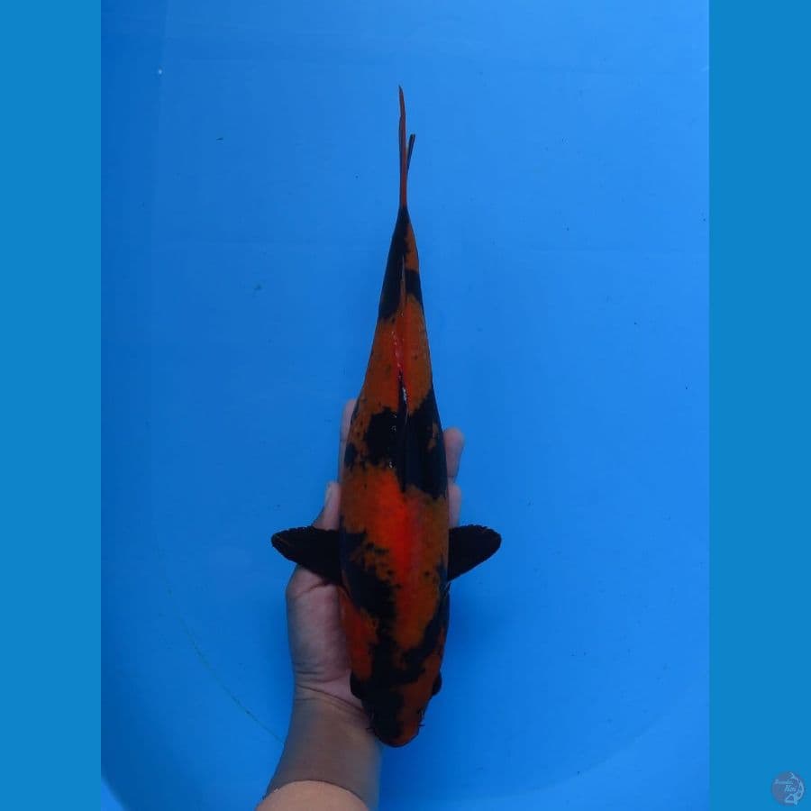 Hi utsuri size 31 cm Tosai