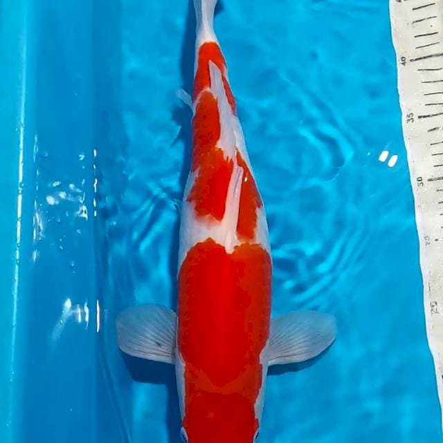 KOHAKU 42 CM