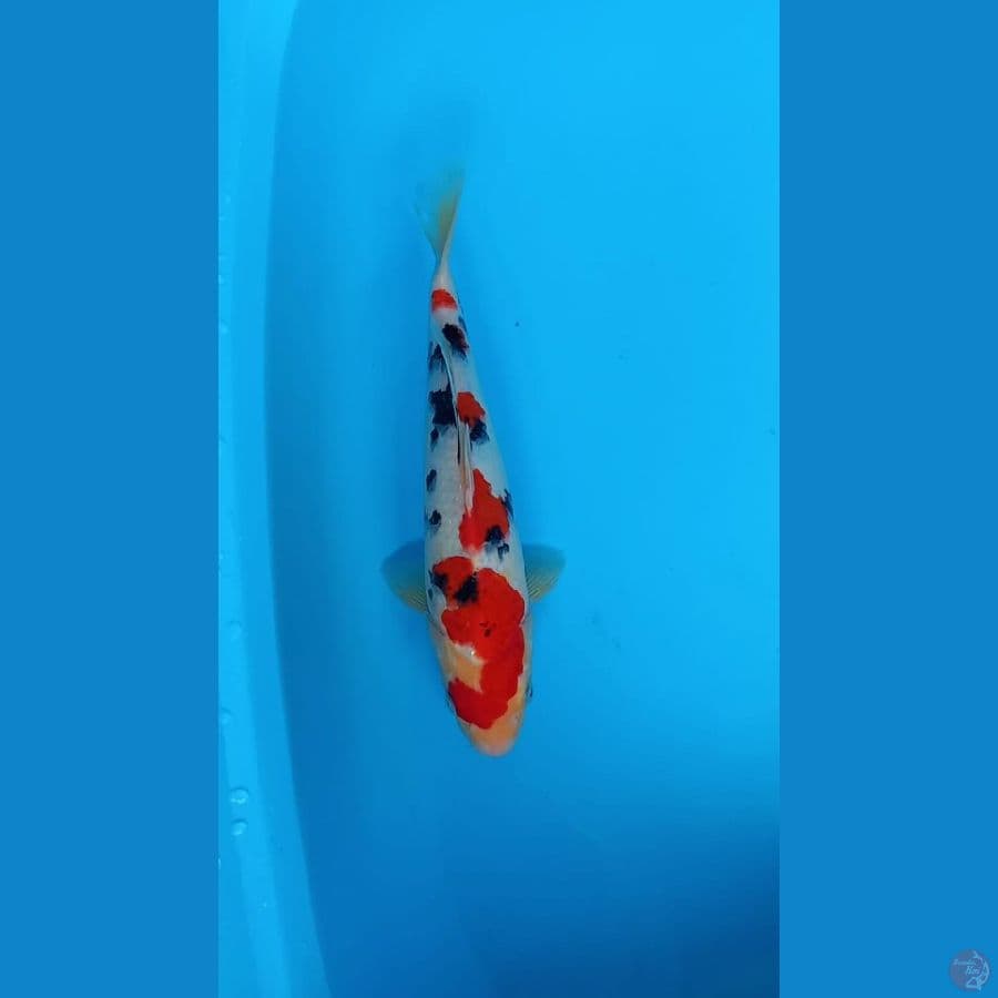 Sanke 34cm male