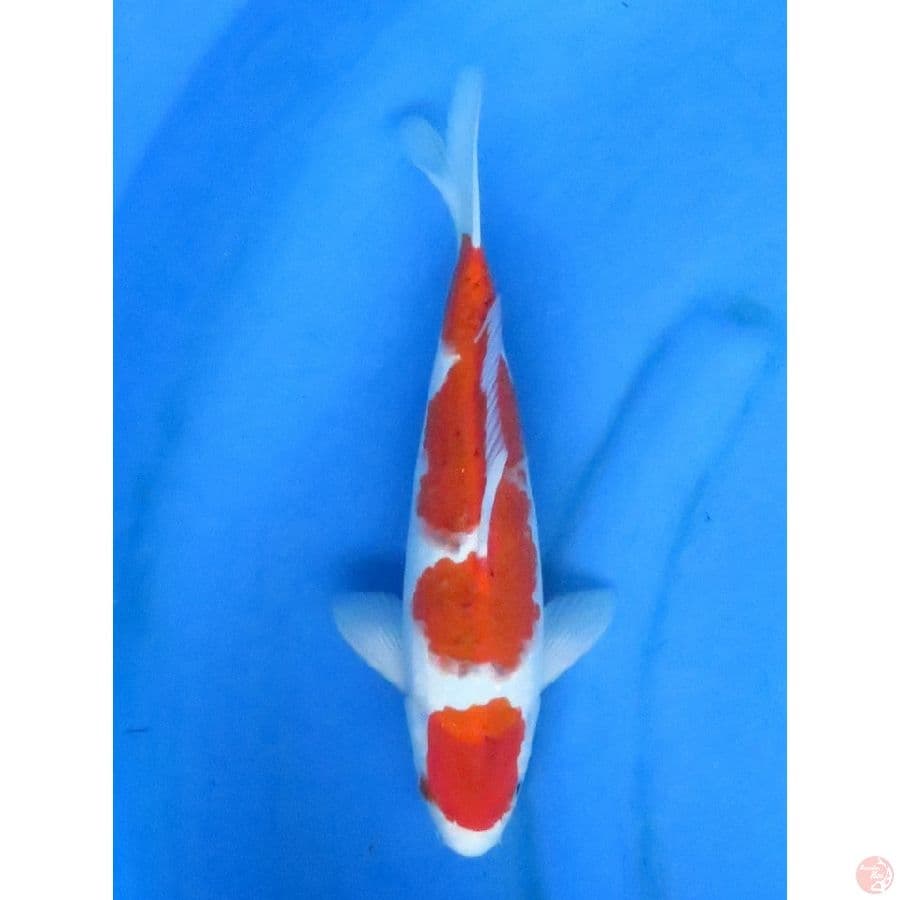 34cm , Male , Ai Goromo Tategoi