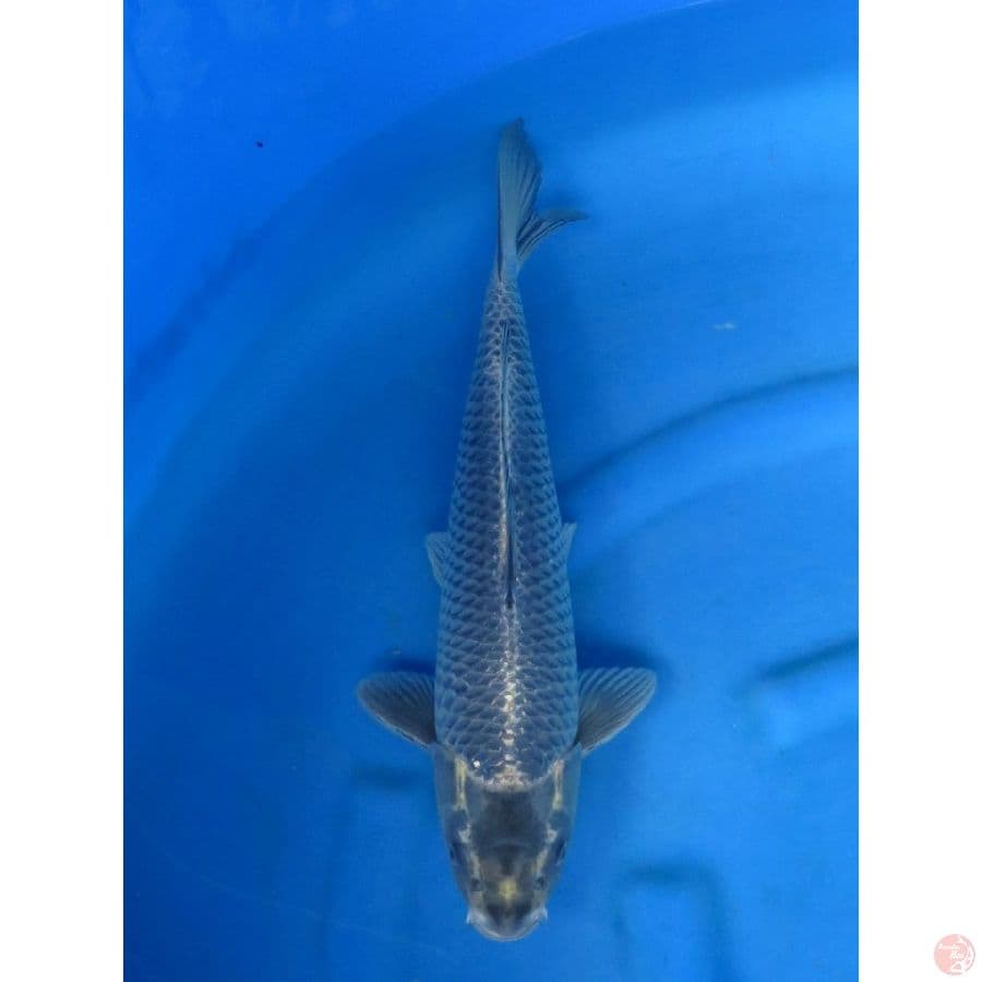 39cm ,Male , Abu Abu