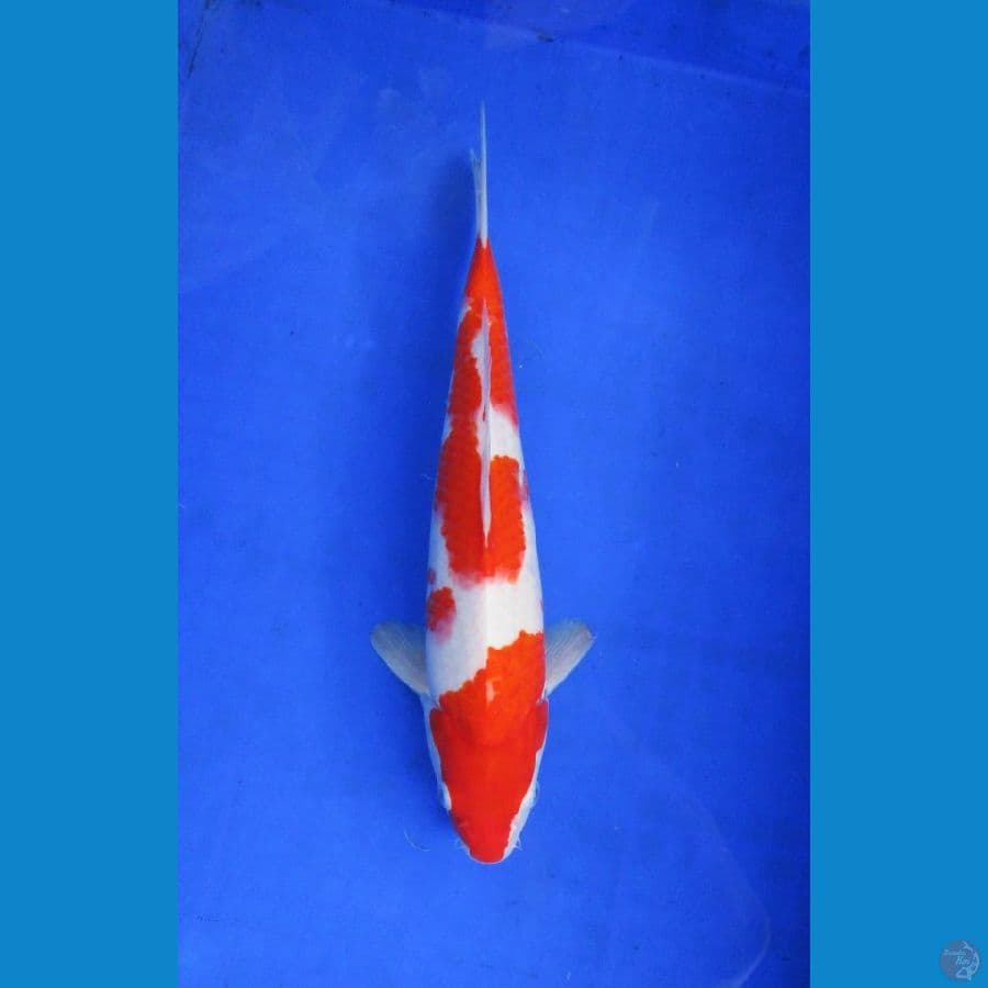 kohaku ±38 cm