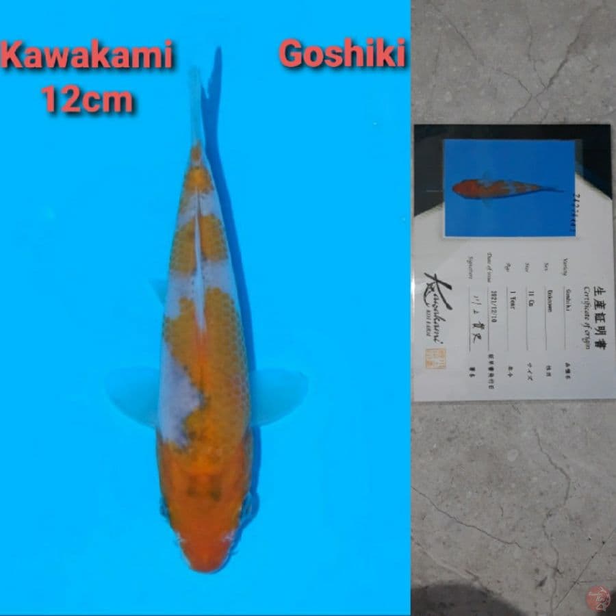 GOSHIKI KAWAKAMI TOSAI SERTIFIKAT