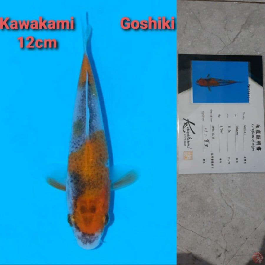 GOSHIKI KAWAKAMI TOSAI SERTIFIKAT