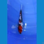 SHOWA KINDAI 20BU MERAH STRONG
