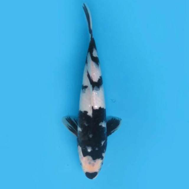 Shiro 27cm