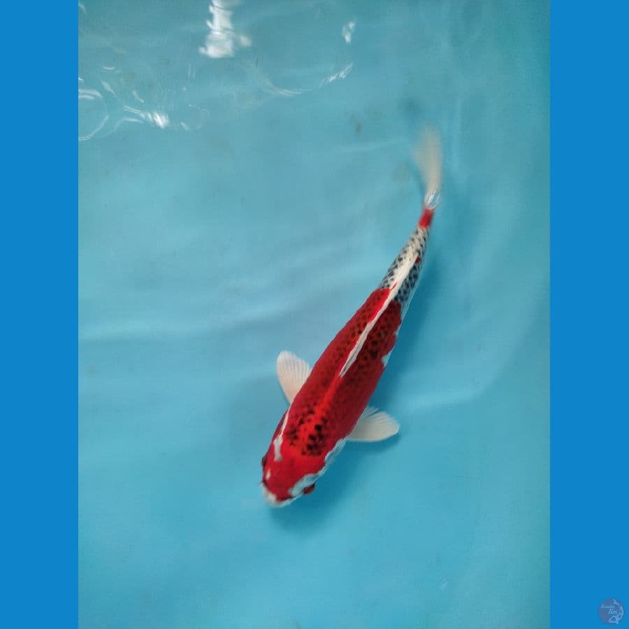 red kujaku male 29 cm